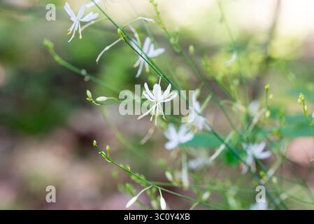 Ramificato di San Bernardo, fiori bianchi di Anthericum ramosum primo piano focale selettiva Foto Stock