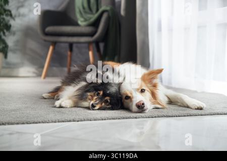Un collie di confine e un riparo si avvolgono da vicino su un pavimento tappezzato di fronte a una finestra, circondato da mobili minimalisti e moderni. Foto Stock