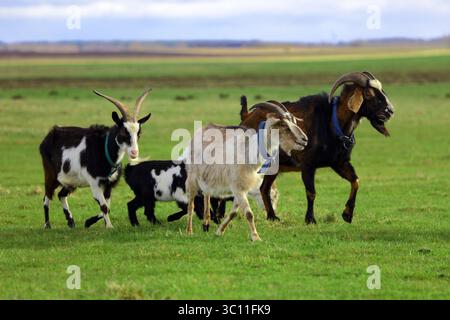 Una mandria di capre pascolerà su un prato verde di diversi colori. Stanno pascolando su un prato verde. Stanno mangiando erba e correndo intorno alla fiala Foto Stock