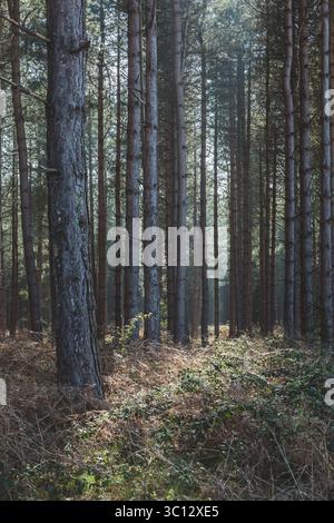Sentiero tra gli alberi, Sufolk Foto Stock