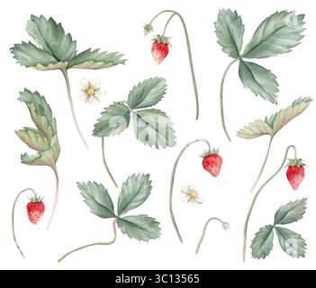 Set di acquerelli di fragole selvatiche rami singoli elementi. Foglie di piante di fragole boschive e bacche rosse e fiori su sfondo isolato Foto Stock