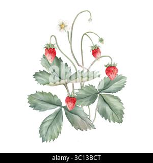 Composizione con rami di fragola selvatica e fiore bianco . Illustrazione ad acquerello disegnata a mano di foglie verdi di fragole del bosco e rosso selvatico Foto Stock