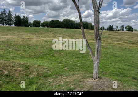 Newfoundland Memorial a Beaumont-Hamel, in Francia, con la scultura caribù e l'"albero pericoloso", l'albero solitario che guarda attraverso la terra di no-mans Foto Stock