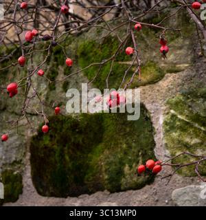 Un muro con muschio che cresce su di esso e un ramo con fianchi di rosa rossa appesi ad esso. Il muschio conferisce alla parete un aspetto naturale e organico, mentre la rosa rossa Foto Stock