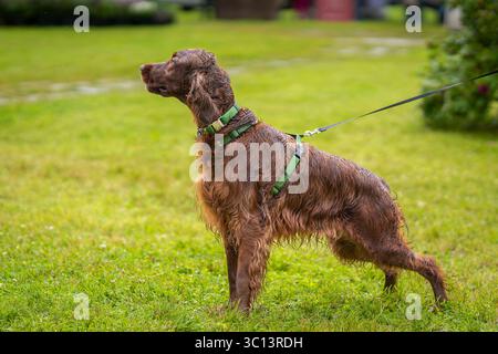 Primo piano del setter irlandese in piedi sul campo. Il cane rosso setter bagnato in una giornata di pioggia. Foto Stock