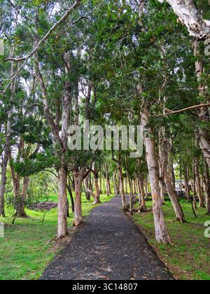 Un tranquillo sentiero lastricato si snoda attraverso una lussureggiante foresta verde di alberi di Paperbark (Melaleuca). Tranquillo passaggio pedonale per una tranquilla passeggiata nella natura Foto Stock