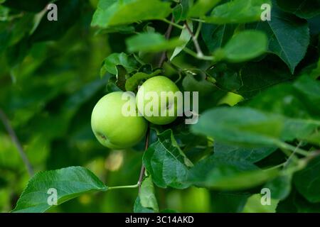 Due mele verdi pallide poggiano saldamente sul ramo in mezzo a un fogliame profondo, catturate alla luce del giorno, che illustrano i prodotti biologici freschi che maturano tranquillamente nella schiena Foto Stock