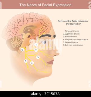 I nervi dell'espressione facciale Illustrazione Vettoriale