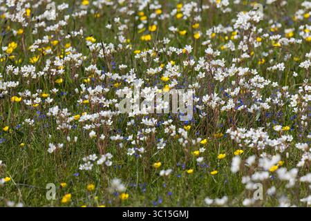 Knöllchen-Steinbrech, Knöllchensteinbrech, Körner-Steinbrech, Körnchen-Steinbrech, Körnersteinbrech Körnchensteinbrech, Saxifraga granulata, prato s Foto Stock