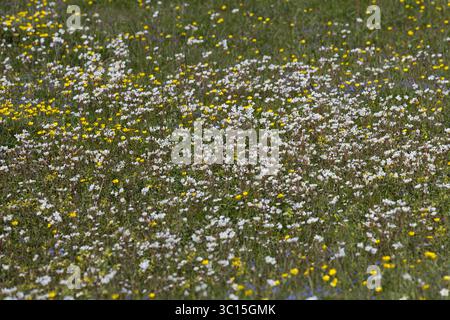 Knöllchen-Steinbrech, Knöllchensteinbrech, Körner-Steinbrech, Körnchen-Steinbrech, Körnersteinbrech Körnchensteinbrech, Saxifraga granulata, prato s Foto Stock
