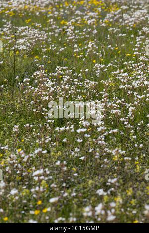 Knöllchen-Steinbrech, Knöllchensteinbrech, Körner-Steinbrech, Körnchen-Steinbrech, Körnersteinbrech Körnchensteinbrech, Saxifraga granulata, prato s Foto Stock