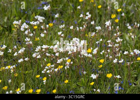 Knöllchen-Steinbrech, Knöllchensteinbrech, Körner-Steinbrech, Körnchen-Steinbrech, Körnersteinbrech Körnchensteinbrech, Saxifraga granulata, prato s Foto Stock