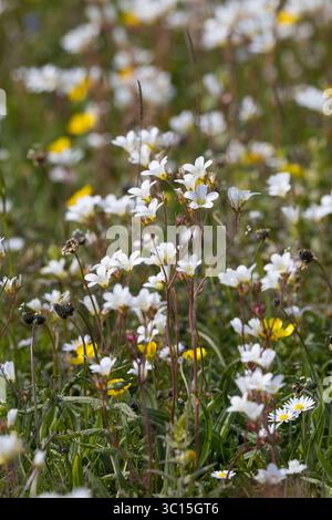 Knöllchen-Steinbrech, Knöllchensteinbrech, Körner-Steinbrech, Körnchen-Steinbrech, Körnersteinbrech Körnchensteinbrech, Saxifraga granulata, prato s Foto Stock