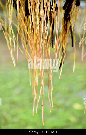 Primo piano di nuove radici appese di un albero banyan (Ficus benghalensis), che mostrano una crescita di radici aeree fresche, simbolismo sacro e adattamento ecologico naturale. Foto Stock