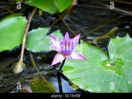 Splendida ninfea blu (Nymphaea nouchali) che fiorisce in uno stagno, simbolo di purezza, pace e sacra bellezza acquatica. Foto Stock