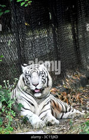 Impressionante e potente tigre bianca (Panthera tigris tigris), una rara variante del Bengala con un'unica pelliccia chiara e strisce scure che simboleggiano forza e svantaggi Foto Stock