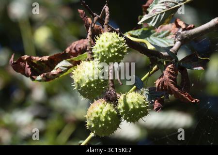Cialde verdi di fichi d'India di ippocastano o albero di conker appese al ramo con foglie marroni secche, illuminate dalla luce del sole autunnale Foto Stock