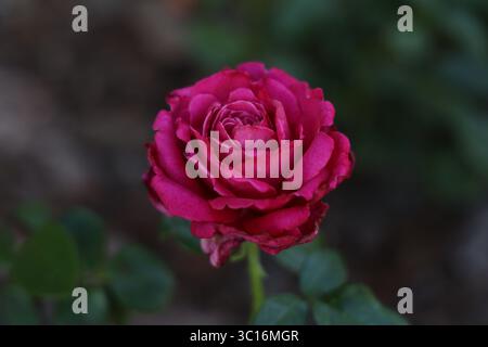 Primo piano di una rosa vivace in piena fioritura circondata da foglie verdi e adagiata su uno sfondo scuro e sfocato Foto Stock
