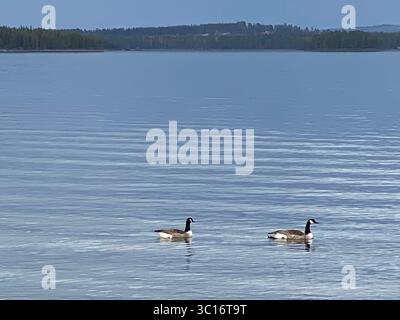 Due oche canadesi si si godono una tranquilla nuotata sulla tranquilla superficie di un lago circondato dalla natura. Foto Stock