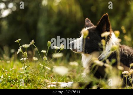 Collie di confine riposa tranquillamente in un campo di fiori selvatici illuminato dal sole. Animali. Foto Stock