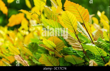 Le foglie dell'olmo bianco europeo Ulmus laevis in autunno colorano nella foresta con spazio per il testo Foto Stock