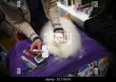 26 gennaio 2019 - St. Paul, Minnesota, Stati Uniti - Marsha Tjeerdsma, di Springfield, S.D, prepara il suo Himalaya, ''Hott Toddy'', prima di mostrarlo al 43° Annual Saintly City Cat Championship Cat Show sabato 26 gennaio 2019, presso il Saint Paul RiverCentre di St. Paul, Minn. (Credit Image: © Aaron Lavinsky/Minneapolis Star Tribune/TNS via ZUMA) Foto Stock