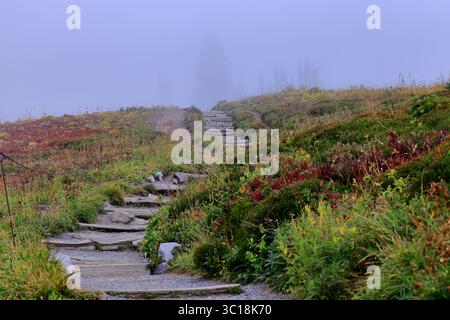 Gradini di legno intemprati si snodano attraverso un prato alpino avvolto dalla nebbia di erica e pennello di bacche, evocando un'esplorazione serena sui pendii del Monte Rainier all'alba Foto Stock