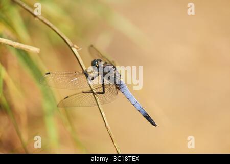 Dragonfly seduto su un filo d'erba su sfondo verde sfocato. Sympetrum striolatum in estate Foto Stock