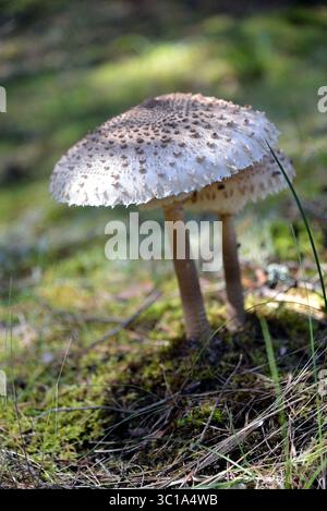 Due grandi funghi ombrelloni (Macrolepiota procera) crescono sul pavimento della foresta muschiata a fine estate. Foto Stock