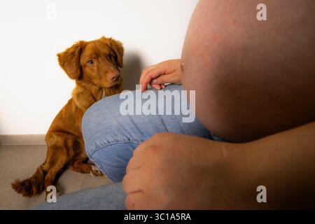 Un vibrante ritratto di un Retriever in tolling Duck della nuova Scozia, colto in un momento di curiosa osservazione. Perfetto per temi di attenzione,... Foto Stock