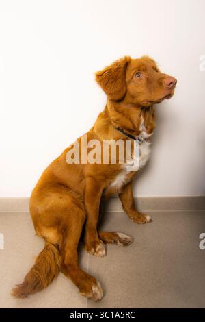 Un vibrante ritratto di un Retriever in tolling Duck della nuova Scozia, colto in un momento di curiosa osservazione. Perfetto per temi di attenzione,... Foto Stock
