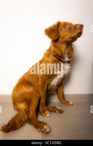 Un vibrante ritratto di un Retriever in tolling Duck della nuova Scozia, colto in un momento di curiosa osservazione. Perfetto per temi di attenzione,... Foto Stock