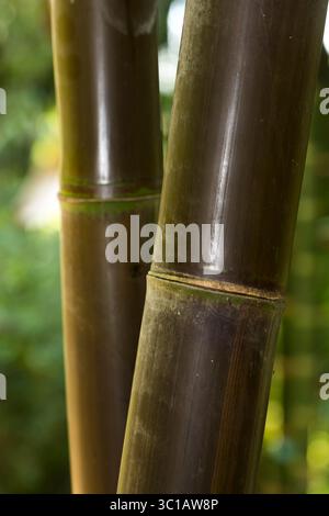Una passeggiata a 'Bambuver', un campo coltivato in bambù; Huatusco, Veracruz, Messico Foto Stock