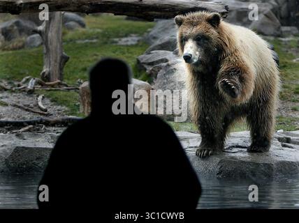 11 novembre 2008 - Minnesota, Stati Uniti - 11 novembre 2008 - Apple Valley, Minnesota - Un brear bruno proveniente dalla costa grizzly russa ha sfidato il tempo e i pochi visitatori al Minnesota Zoo nonostante la pioggia gelida. Ci sono tre orsi bruni nella parte del Northern Trail dello zoo e includono Sadie, Haines e Konai. Brown sopporta il sonno per la maggior parte dell'inverno - fino a sette mesi.. (Immagine di credito: Elizabeth Flores/Minneapolis Star Tribune/TNS via cavo ZUMA) Foto Stock