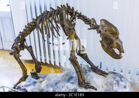 6 agosto 2017 - Lubiana, Slovenia - scheletro di orso grotta (Ursus spelaeus). Museo Nazionale della Slovenia. Lubiana. Slovenia, Europa. (Immagine di credito: © Mikel Bilbao / Vwpics/VW Pics via cavo ZUMA) Foto Stock
