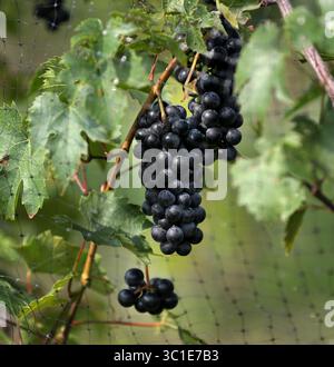 1 settembre 2017 - Hugo, Minnesota, Stati Uniti - Tom Plocher è il proprietario di Plocher Vines e eminente allevatore di uve a clima settentrionale e uva sulla vite visto venerdì 1 settembre 2017, a Hugo, MN....... Dell'industria vinicola del Minnesota/serie in 2 parti del freelance Bill Ward -- queste foto riguardano il vigneto e l'importanza delle uve.Tom Plocher, cq (immagine di credito: David Joles/Minneapolis Star Tribune/TNS via ZUMA Wire) Foto Stock