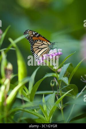 4 agosto 2011 - St. Paul, Minnesota, Stati Uniti - Una farfalla monarca atterrò nel giardino di Jerry e Lee Shannon a St. Paul (immagine di credito: Glen Stubbe/Minneapolis Star Tribune/TNS via ZUMA Wire) Foto Stock