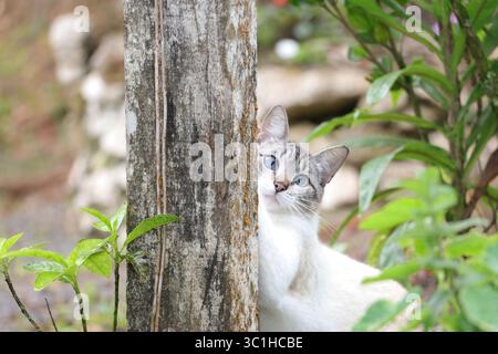 Siamese mescola gatto con occhi blu all'aperto in un ambiente naturale, esplorando il giardino Foto Stock