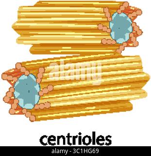 Illustrazione vettoriale colorata dei centrioli in una cella animale, evidenziando i dettagli strutturali con colori vivaci e linee precise Illustrazione Vettoriale