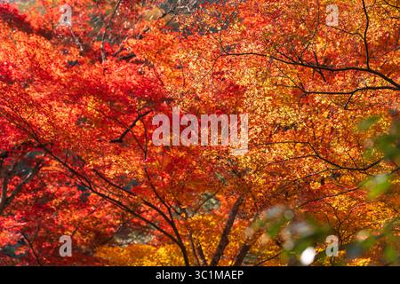 Una densa tettoia di acero giapponese rosso e arancione brillante lascia brillantemente retroilluminata dal sole autunnale. Foto Stock
