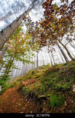 Sentiero escursionistico attraverso la foresta di Hahnfels vicino a Erfweiler, nella regione del Palatinato, con il paesaggio naturale circostante alle scogliere di arenaria rossa Foto Stock