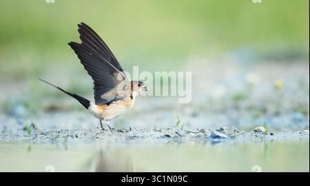 Cecropis daurica raccoglie argilla e materiale da costruzione per costruire un nido, la foto migliore. Foto Stock