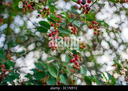 Ammassi di bacche mature del saskatoon pendono su un ramo, brillando alla luce del sole con un morbido sfondo bokeh di foglie verdi e luce brillante Foto Stock