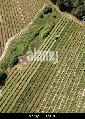 Vista aerea di un trattore rosso che lavora in un vasto vigneto con file ordinate che si estendono in lontananza Foto Stock