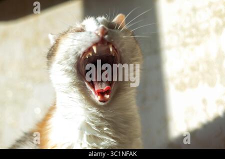 Divertente gatto che sbadiglia da vicino Foto Stock
