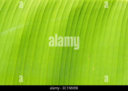 Sfondo con foglia di banana verde fresca Foto Stock