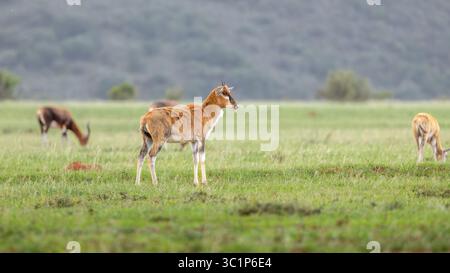 Un giovane blesbok o blesbuck (Damaliscus pygargus phillipsi) è una sottospecie dell’antilope bontebok endemica delle contee dell’Africa australe, Foto Stock
