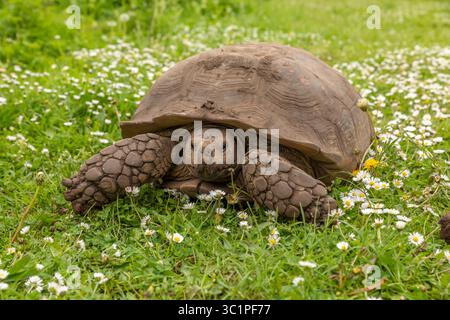 tartaruga gigante , che mostra la texture dettagliata del suo guscio e della sua pelle, e un volto espressivo Foto Stock