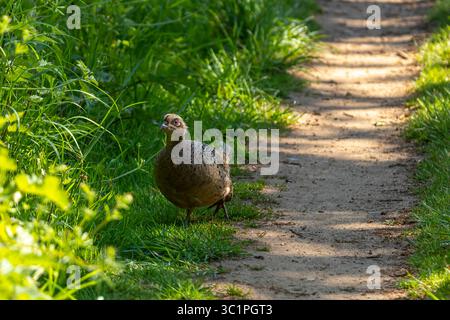 Fagiano femmina (Phasianus colchicus) camminando con cautela lungo un sentiero boschivo alla luce del sole primaverile, circondato da un verde fogliame. Foto Stock