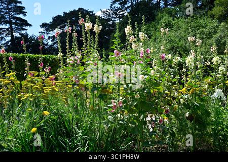 Colorato confine estivo con fiori misti con hollyhocks, Alcea rosea e Achillea filipendulina Cloth of Gold UK July Foto Stock